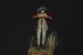 The Springers (10th Regiment of Foot), 1775
